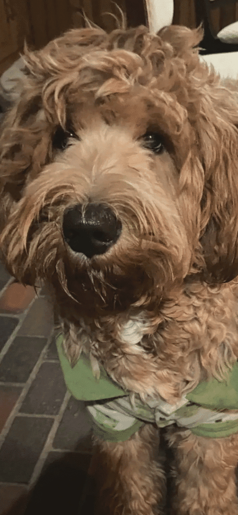 Golden doodle wearing Christmas pjs at Mr.Countertops in Wadsworth, OH