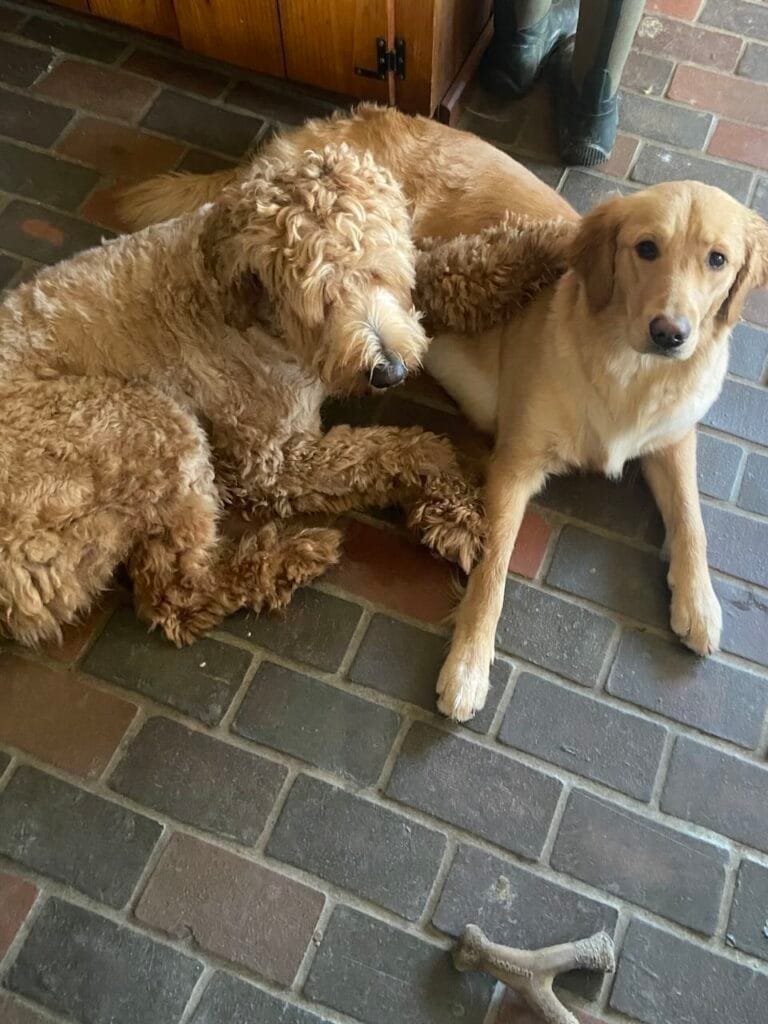 Our Mission, A golden doodle and golden retriever laying on a brick floor